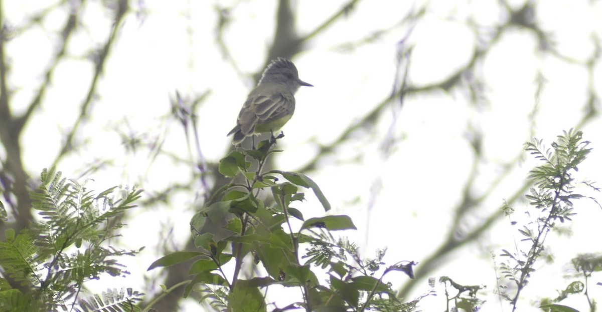 Sooty-crowned Flycatcher - ML638742839