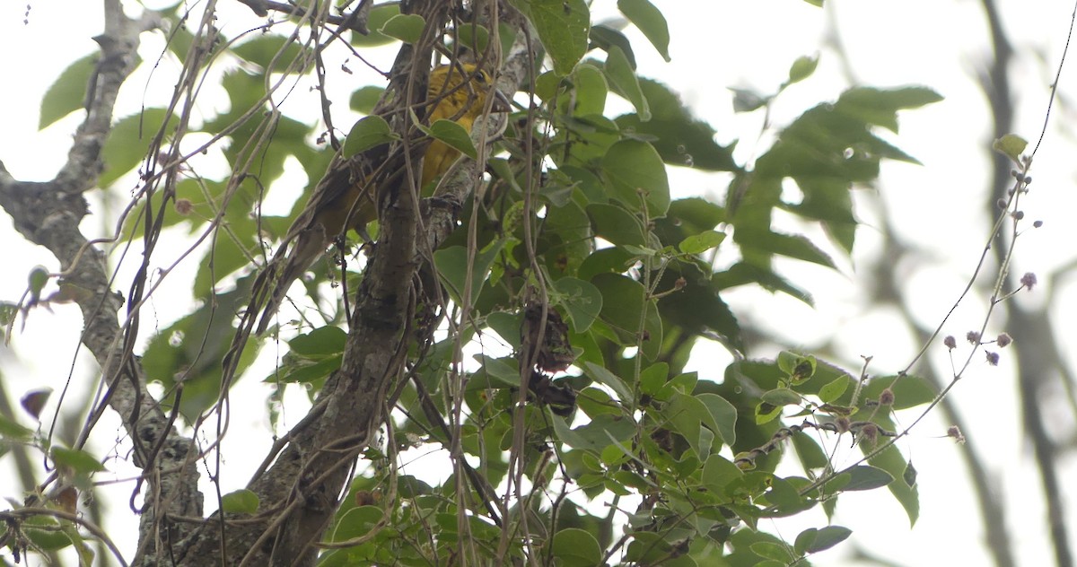 Golden Grosbeak - ML638742844