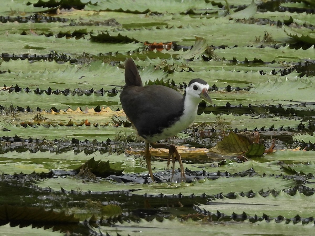 White-breasted Waterhen - ML638742849