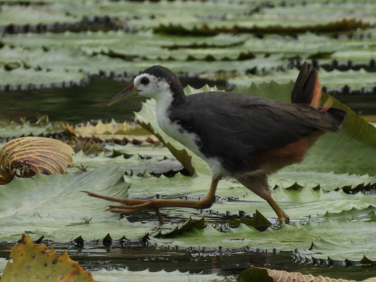 White-breasted Waterhen - ML638742850