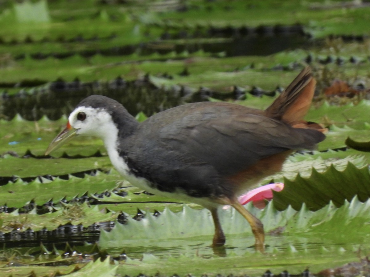 White-breasted Waterhen - ML638742851