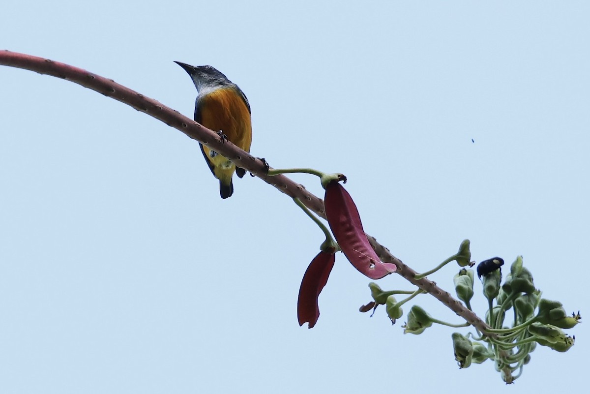 Orange-bellied Flowerpecker - ML638742853