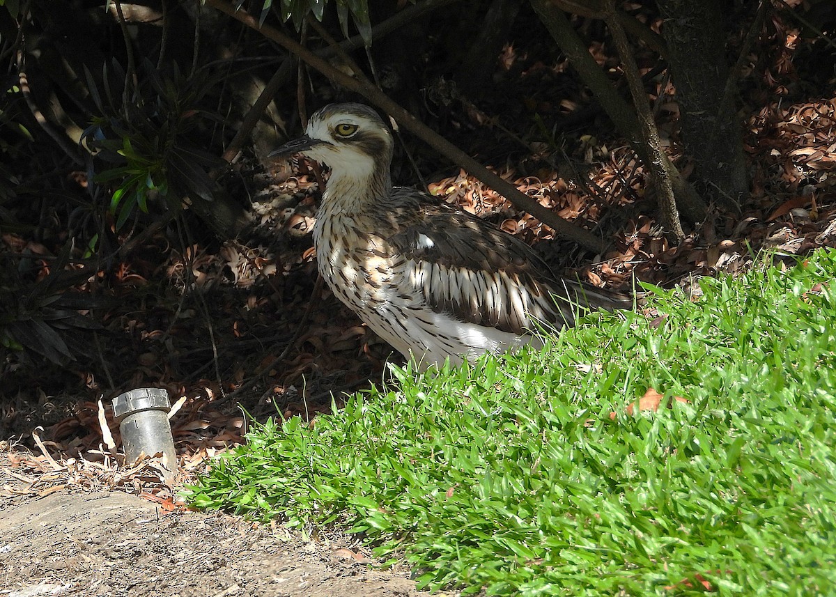 Bush Thick-knee - ML638742914