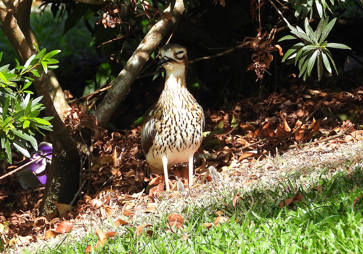 Bush Thick-knee - ML638742917