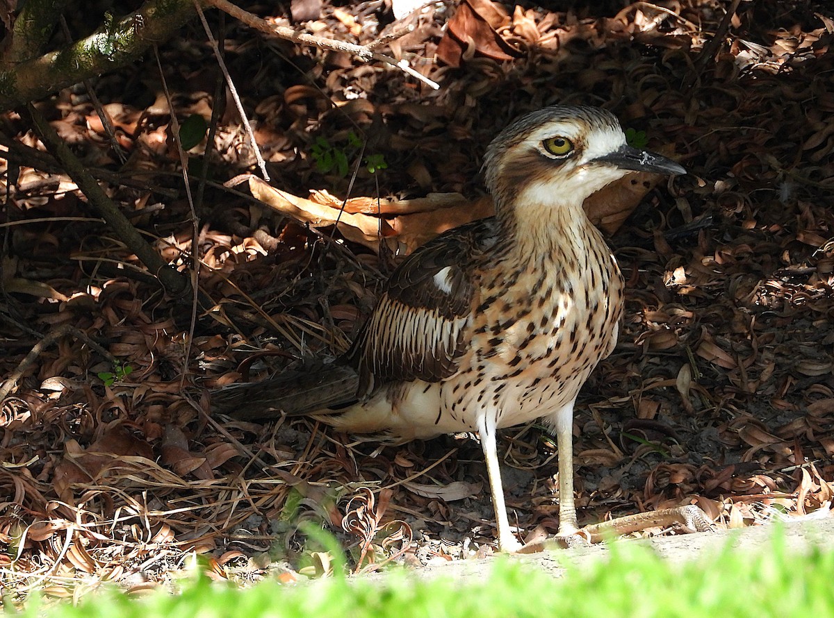 Bush Thick-knee - ML638742922