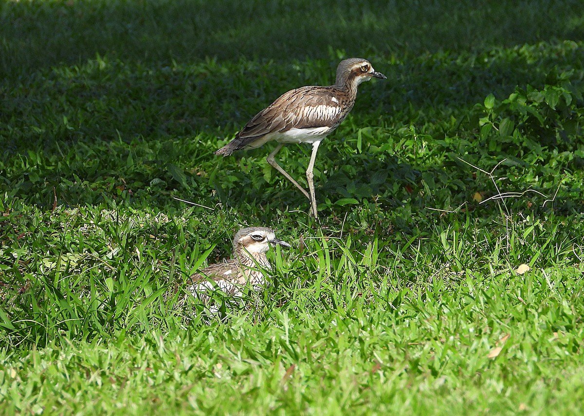 Bush Thick-knee - ML638742936