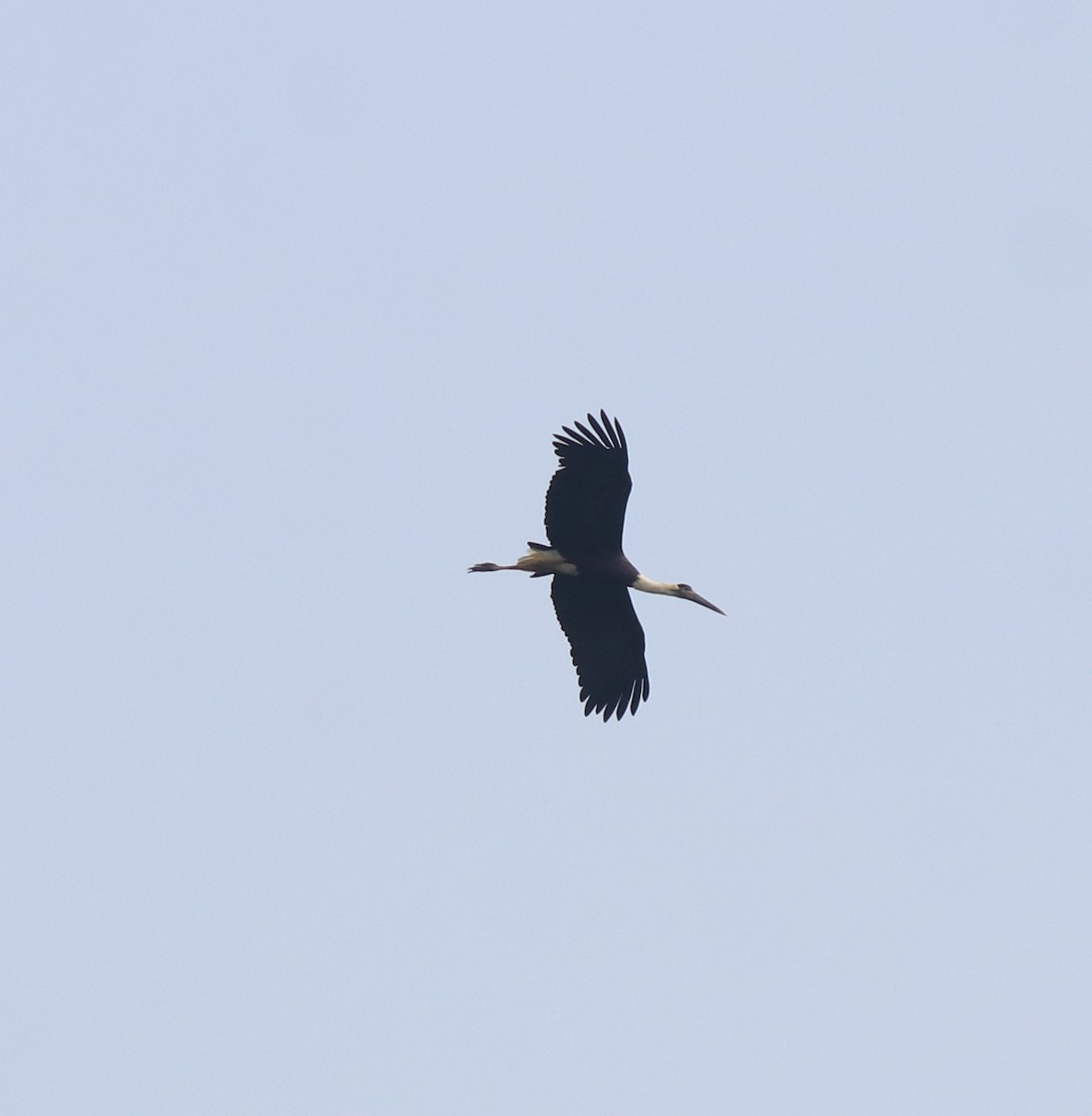 Asian Woolly-necked Stork - ML638742940
