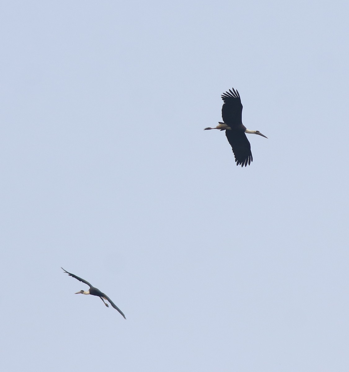 Asian Woolly-necked Stork - ML638742941