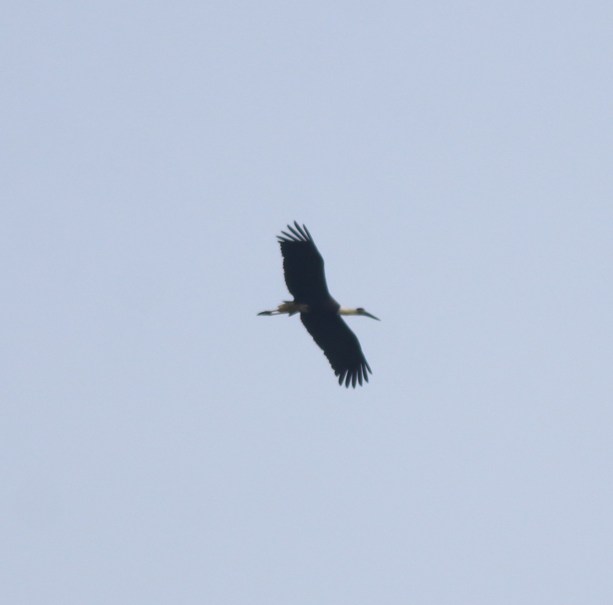 Asian Woolly-necked Stork - ML638742942