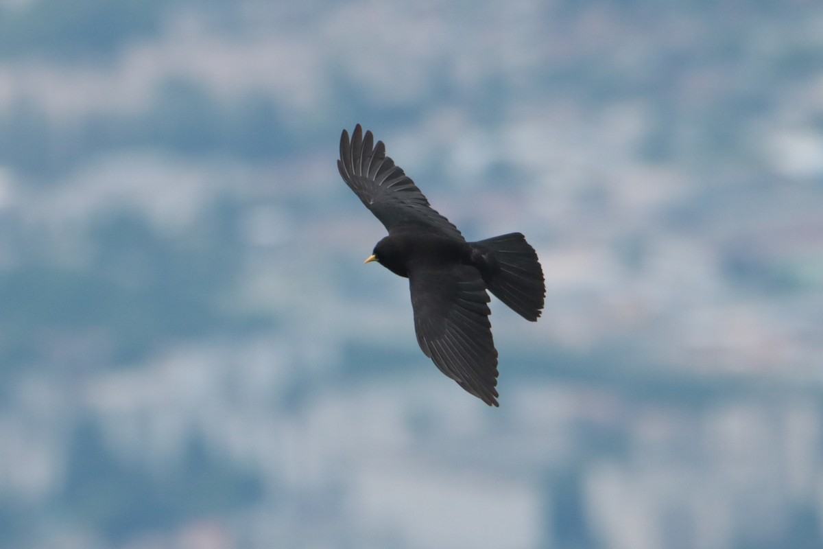 Yellow-billed Chough - ML638742948