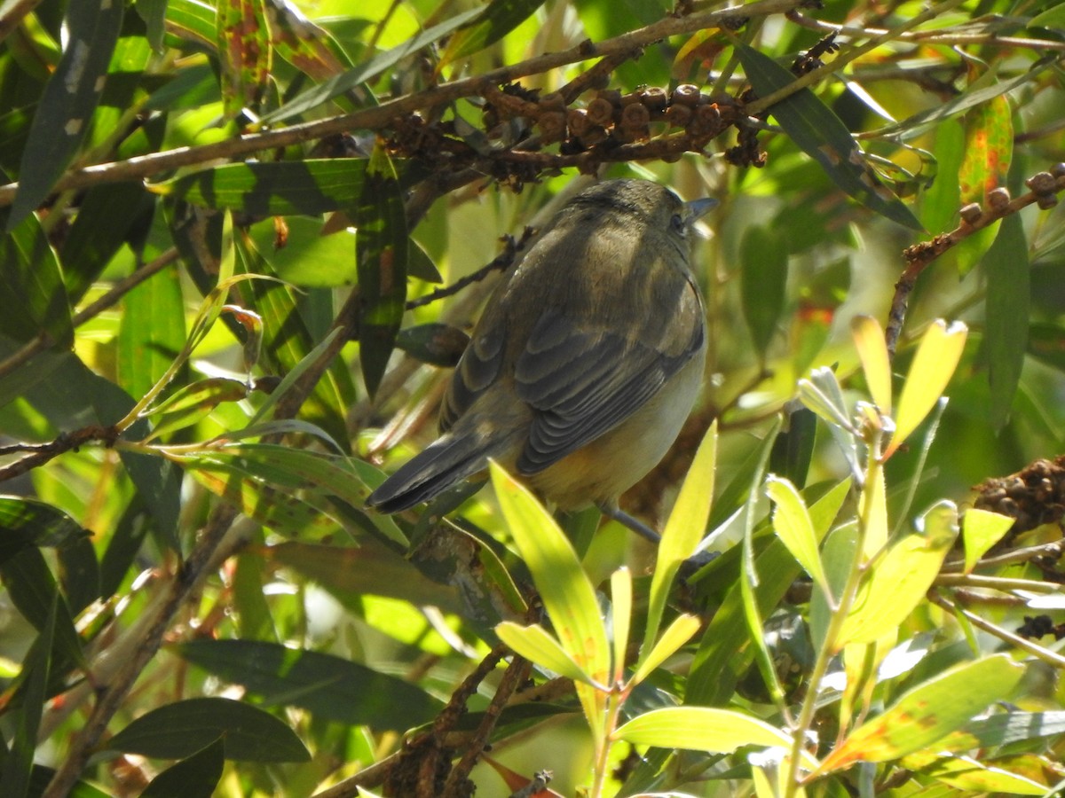 Australian Reed Warbler - ML638742955
