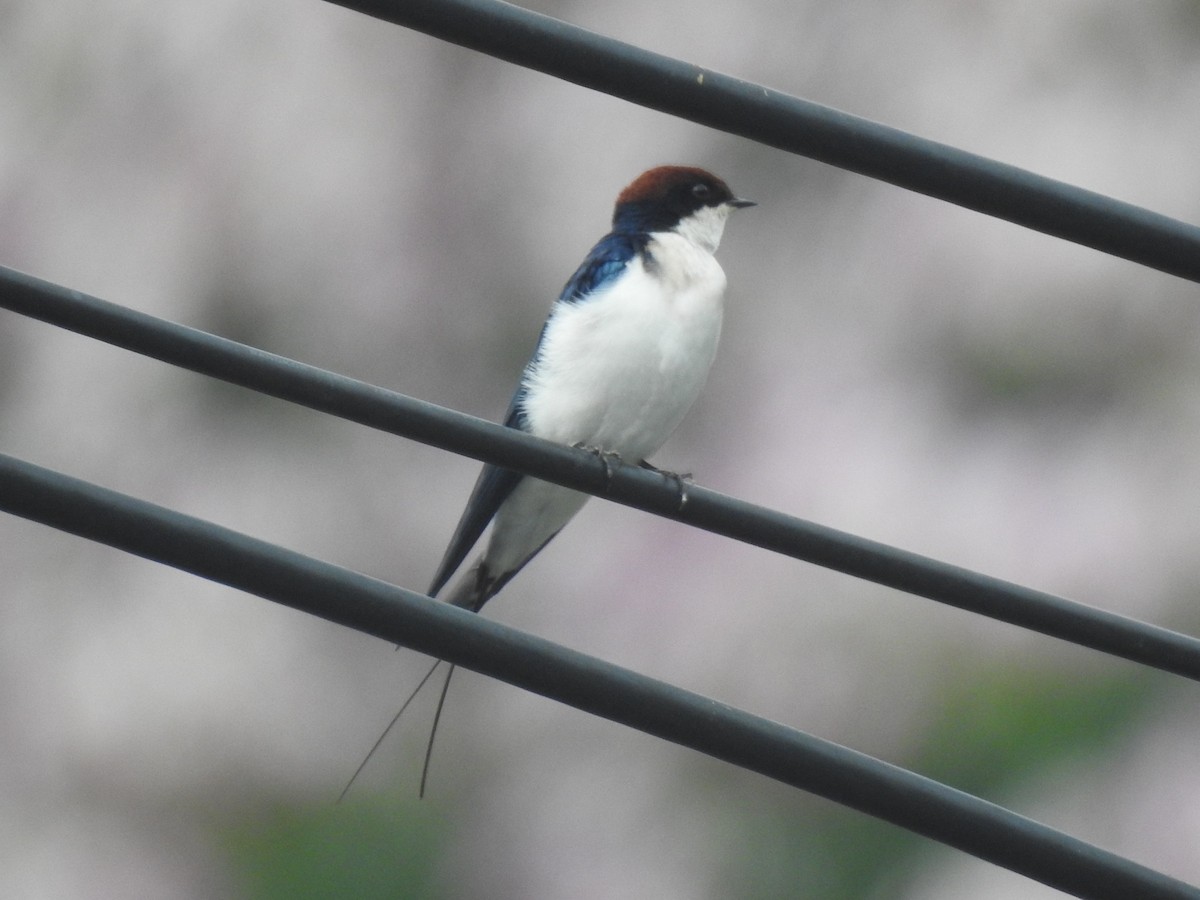 Wire-tailed Swallow - ML638742974