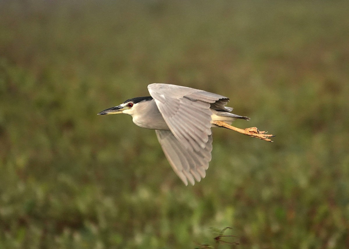 Black-crowned Night Heron - ML638743032