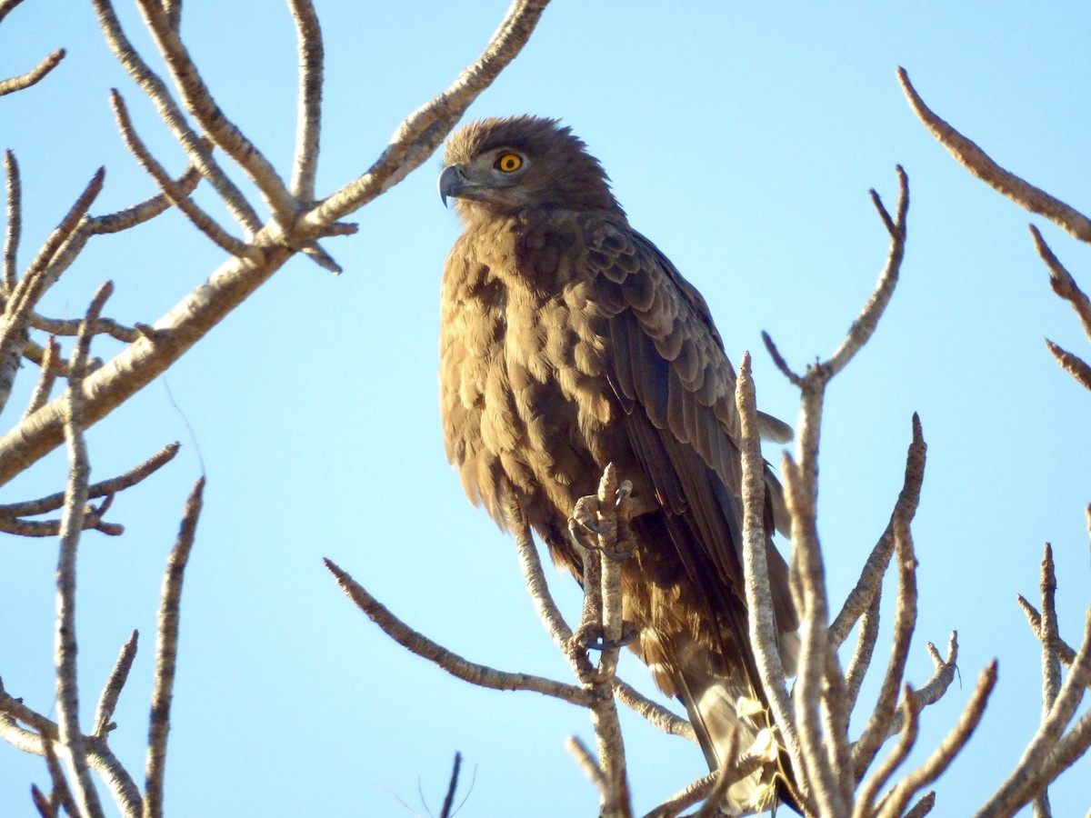 Brown Snake-Eagle - ML638743062