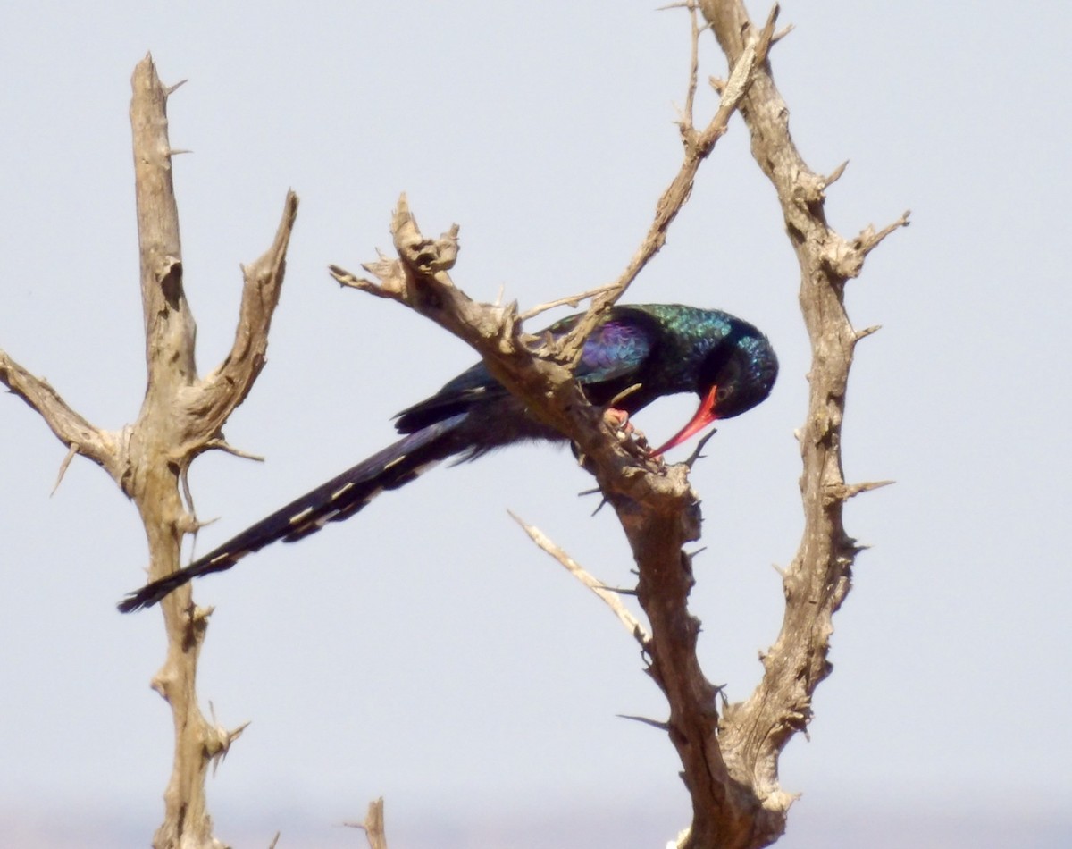 Green Woodhoopoe - ML638743064