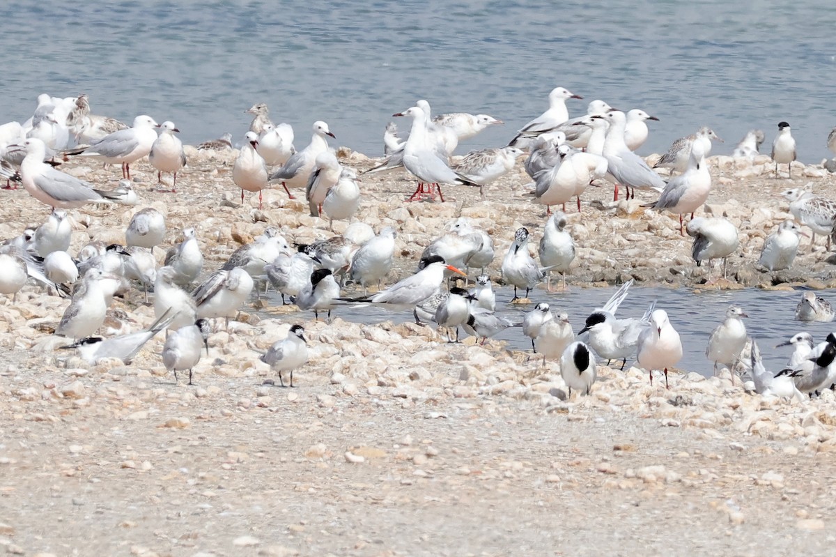 rybák západní - ML638743131