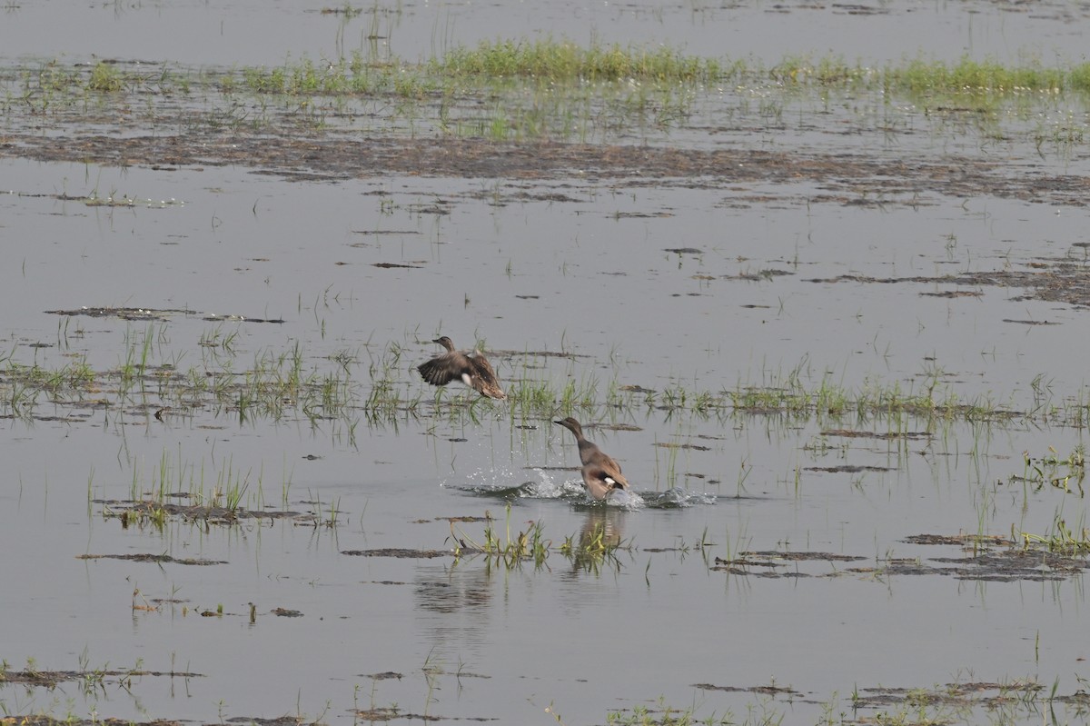 Gadwall - ML638743169