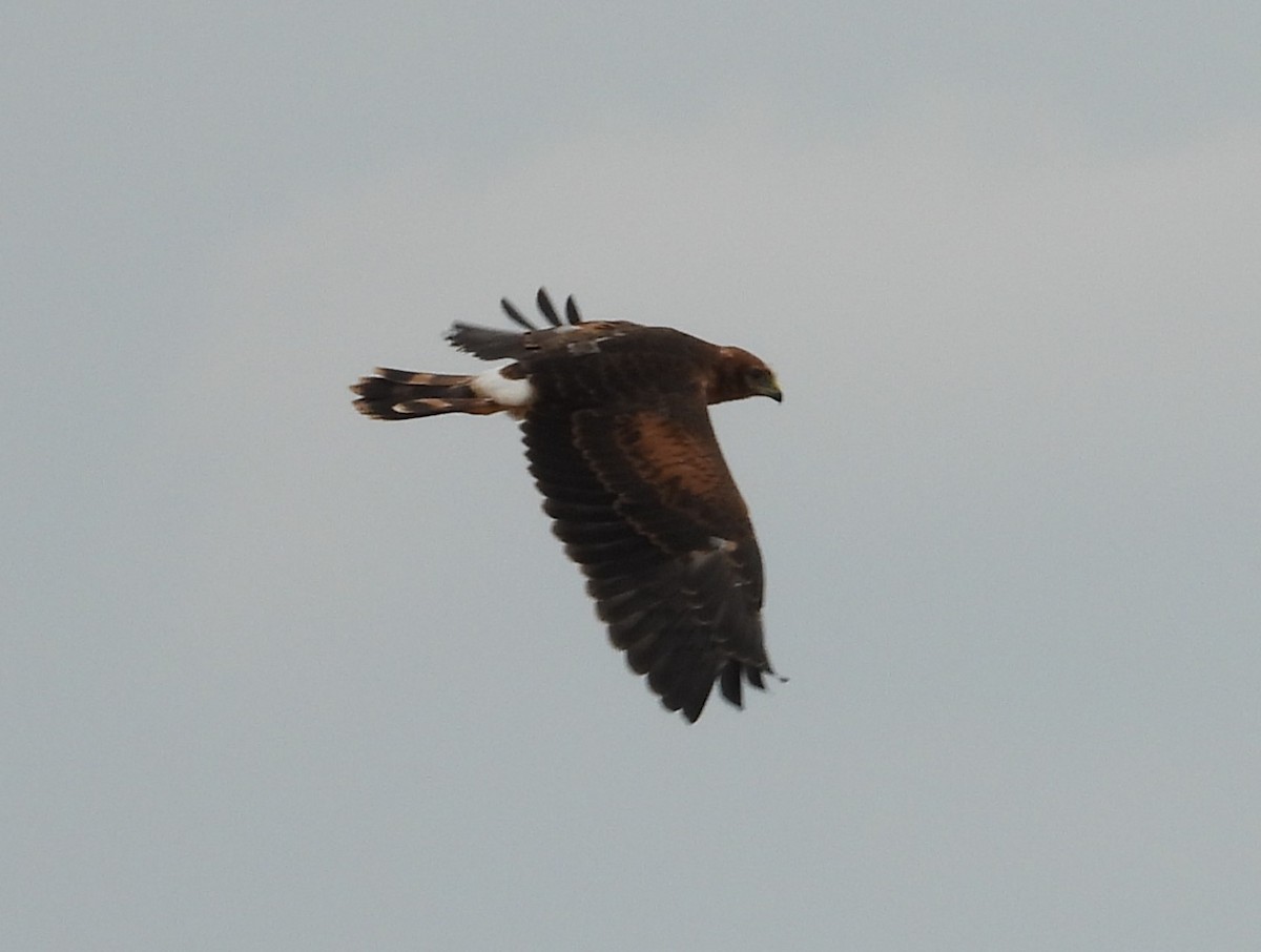 Montagu's Harrier - ML638743171