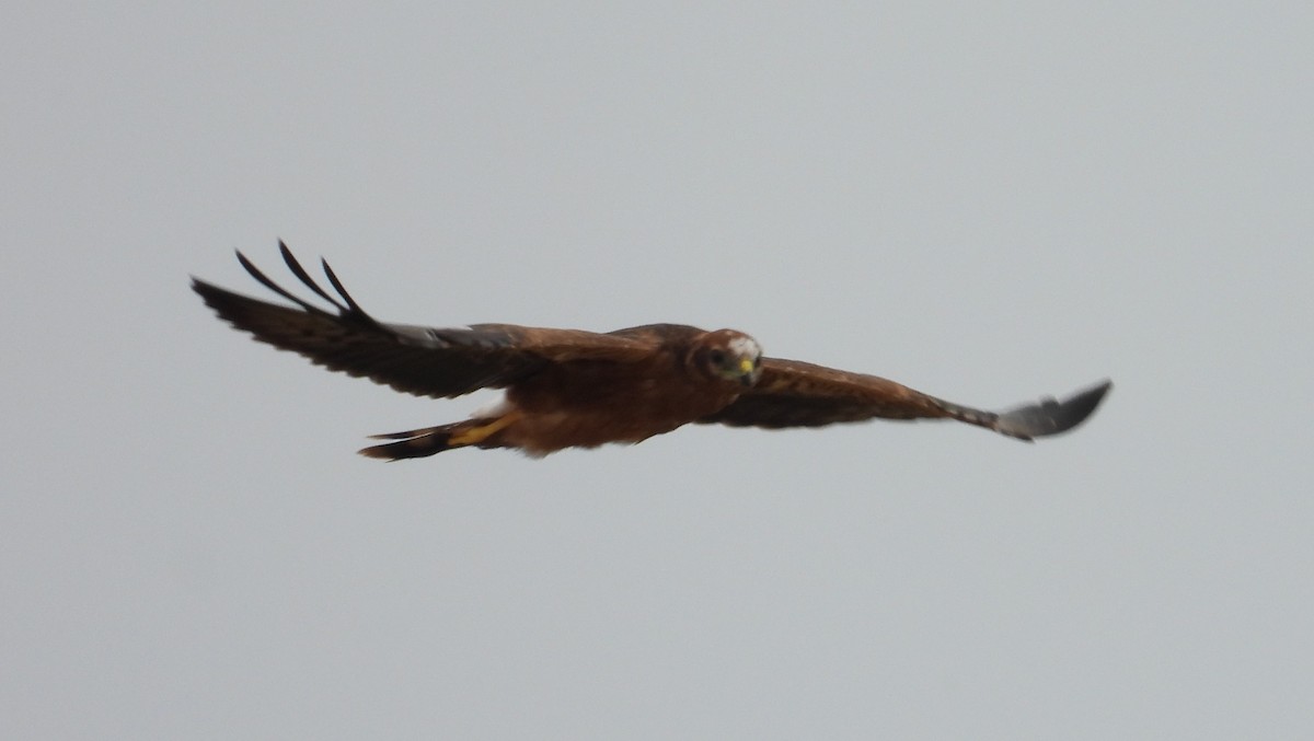Montagu's Harrier - ML638743175