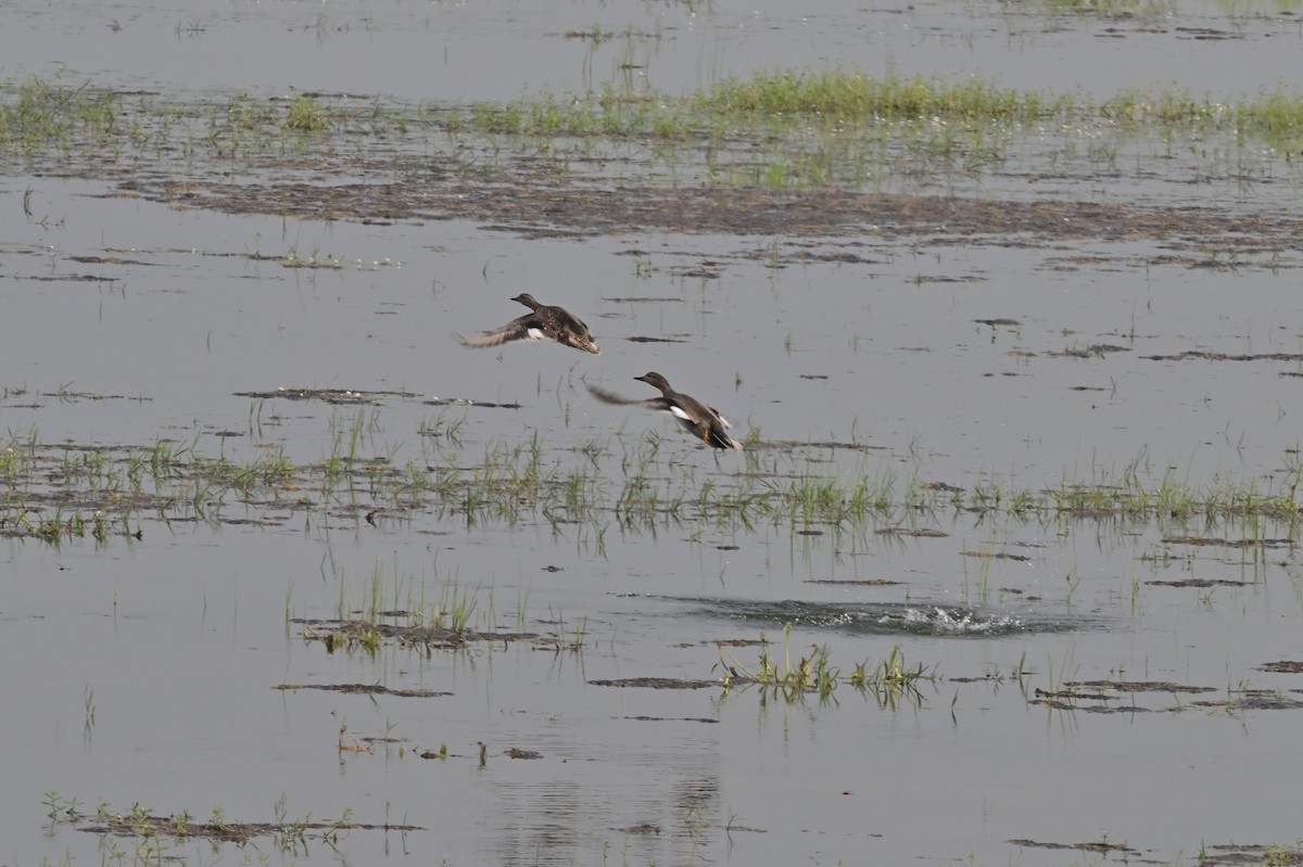 Gadwall - ML638743176