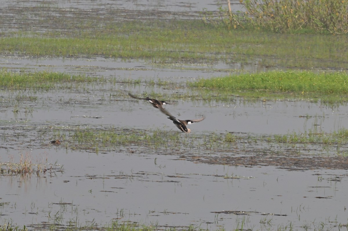 Gadwall - ML638743182