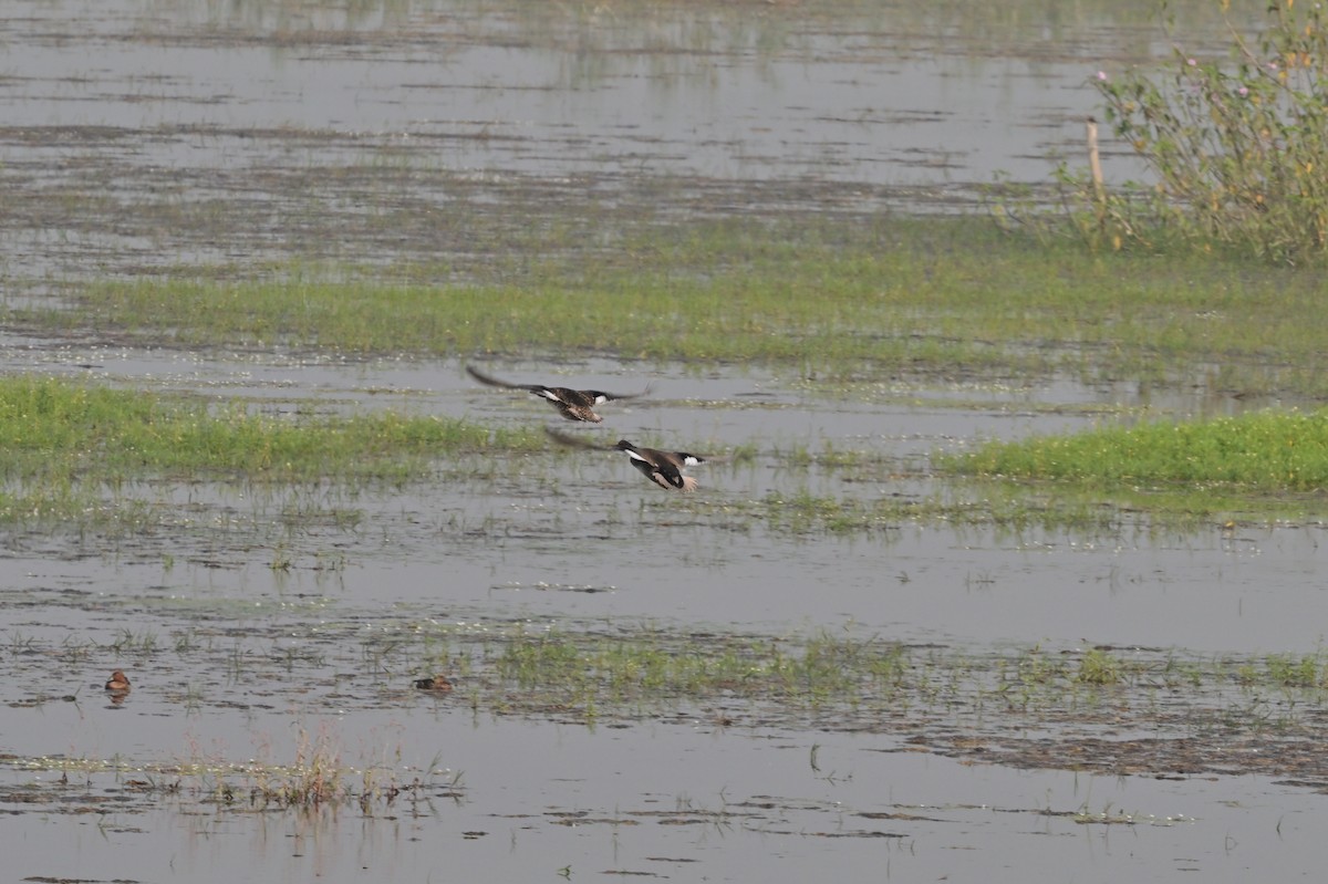 Gadwall - ML638743183