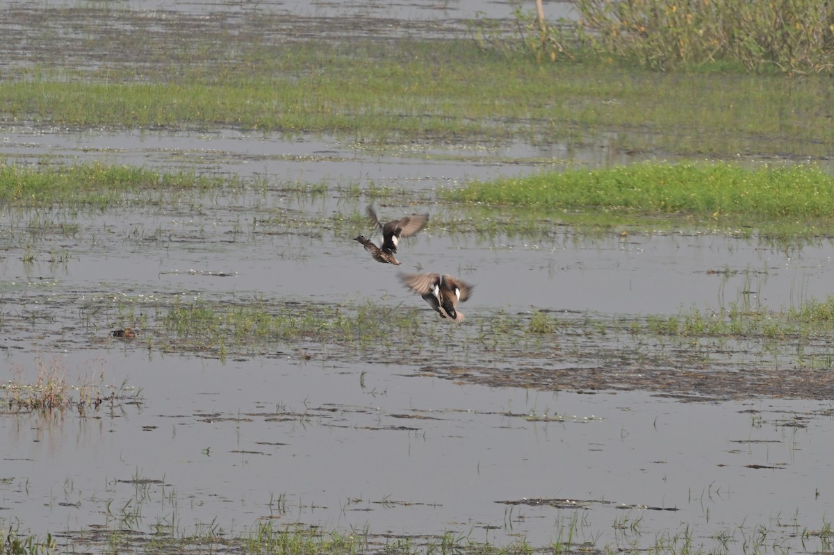 Gadwall - ML638743186