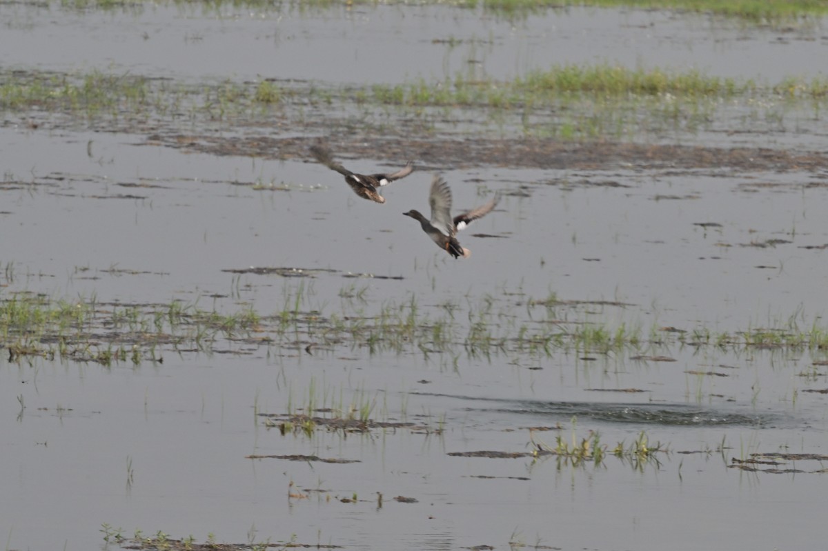 Gadwall - ML638743189
