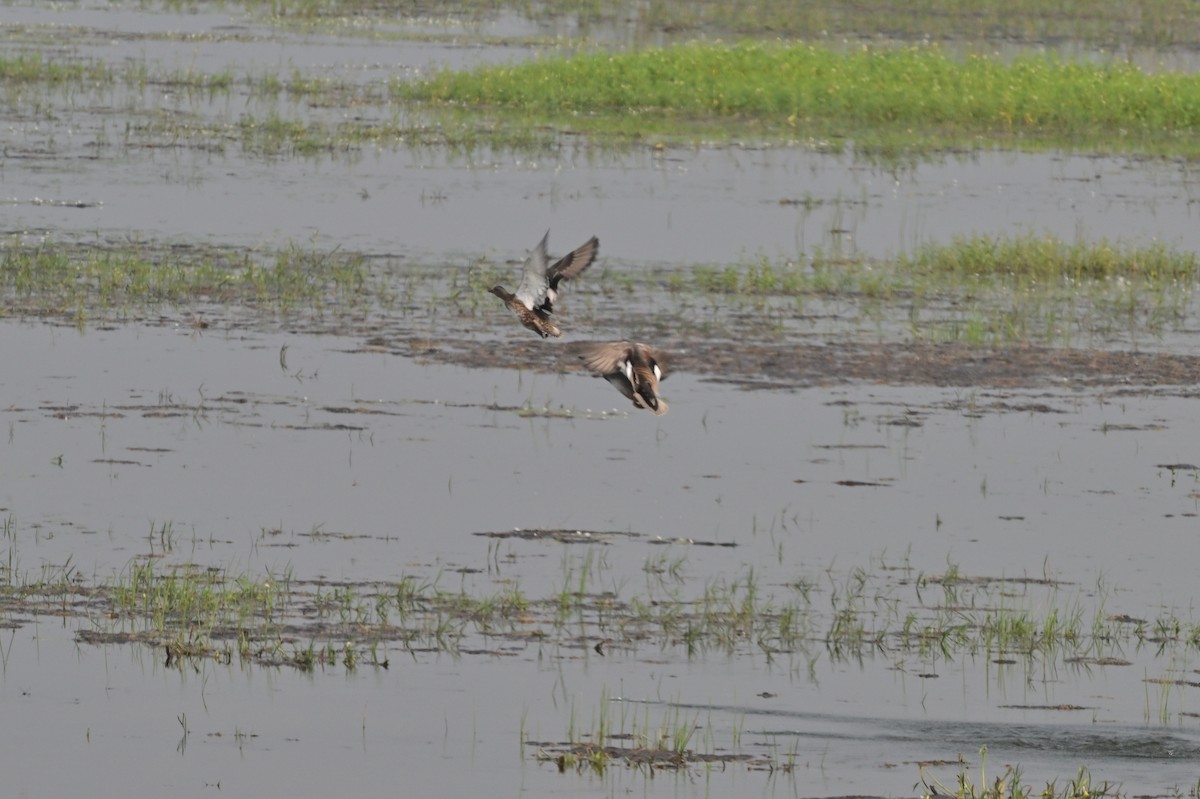 Gadwall - ML638743190