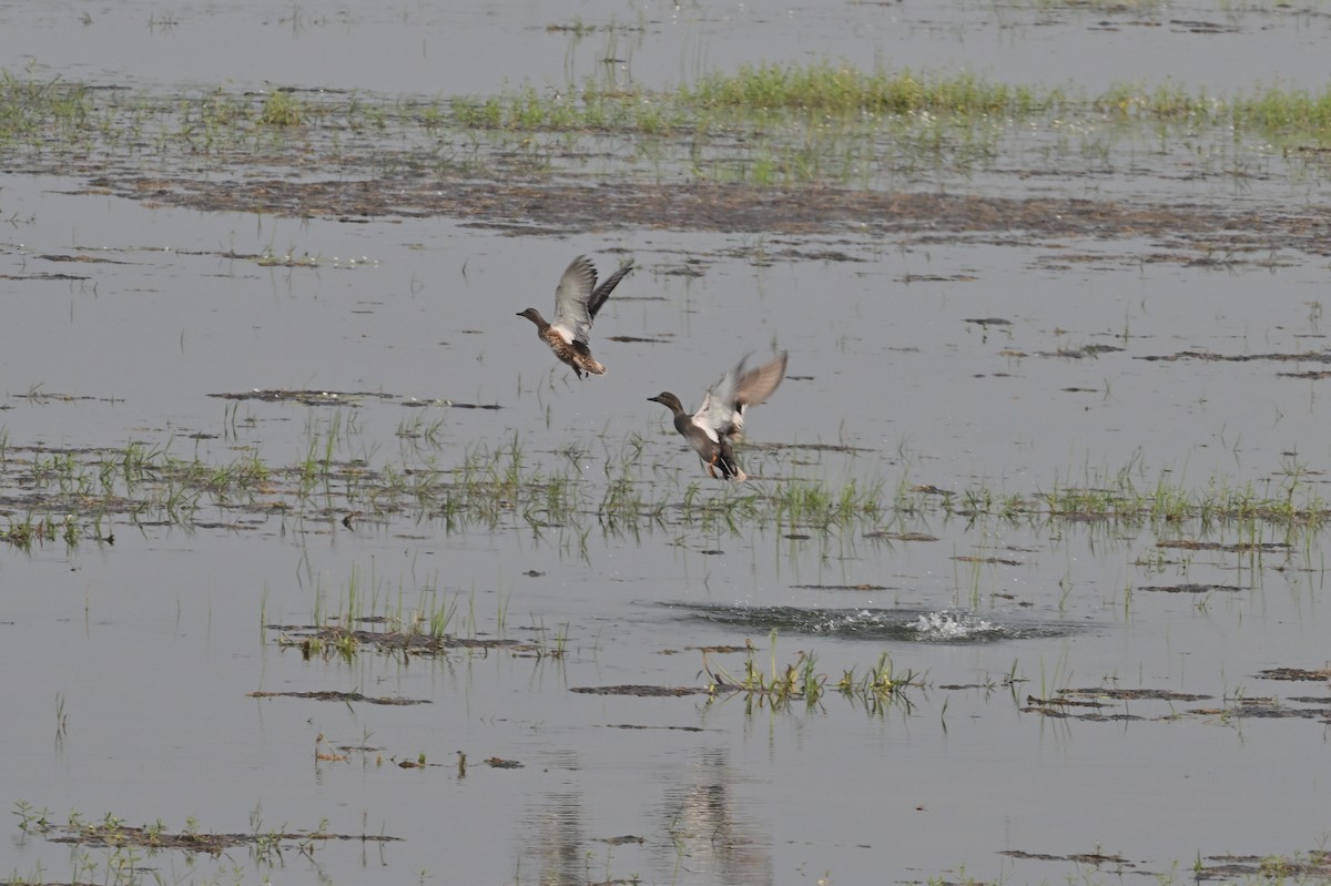Gadwall - ML638743192