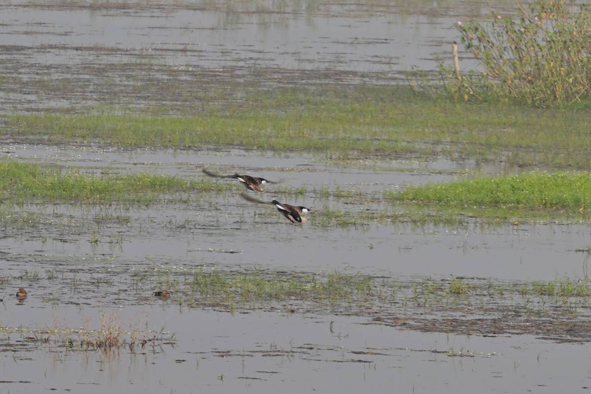 Gadwall - ML638743193