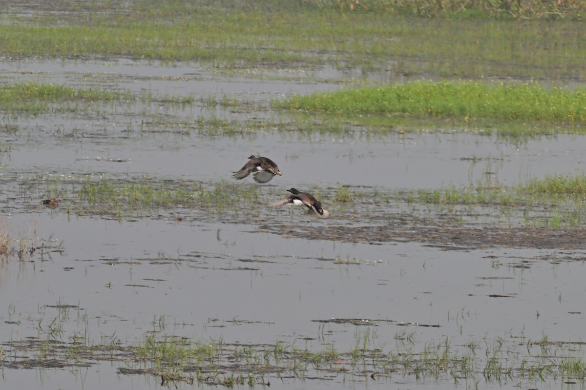 Gadwall - ML638743194