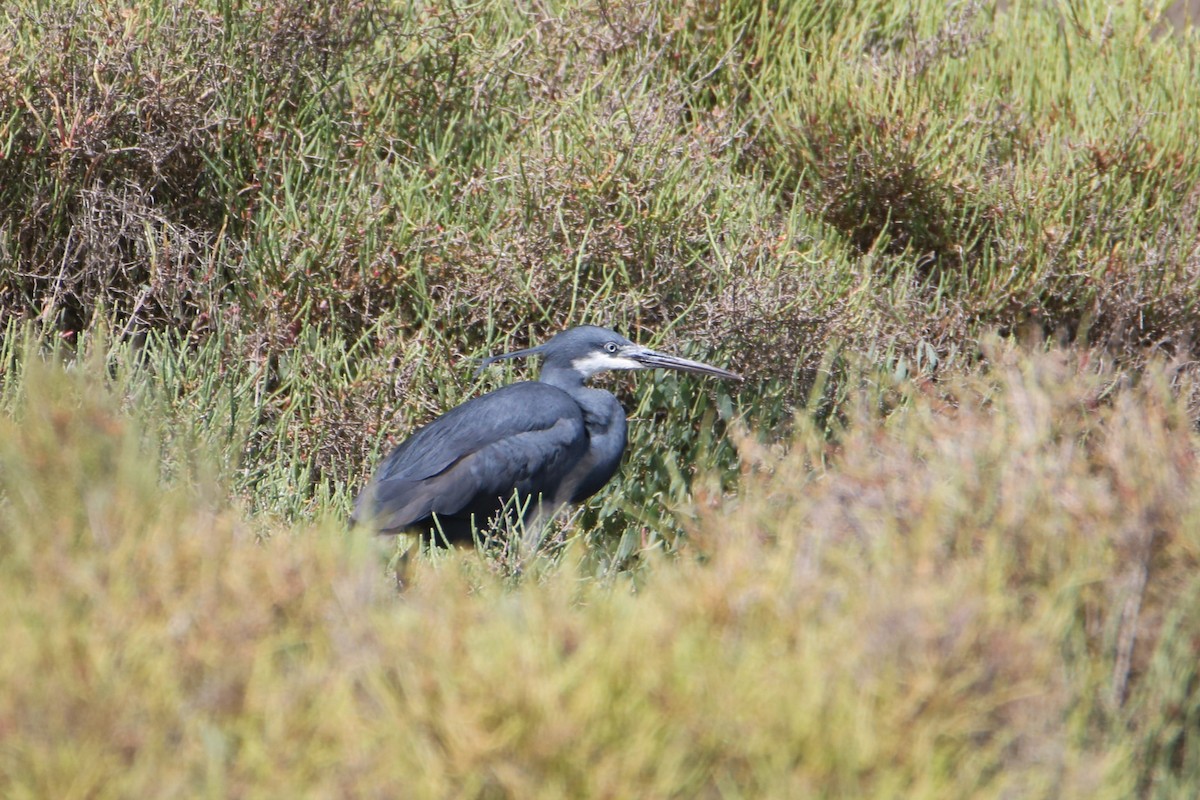 Western Reef-Heron - ML638743207