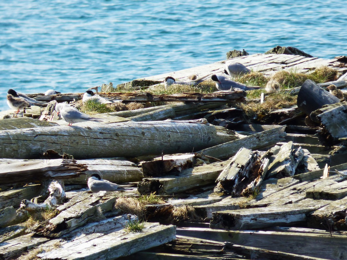 Common Tern - ML638743208