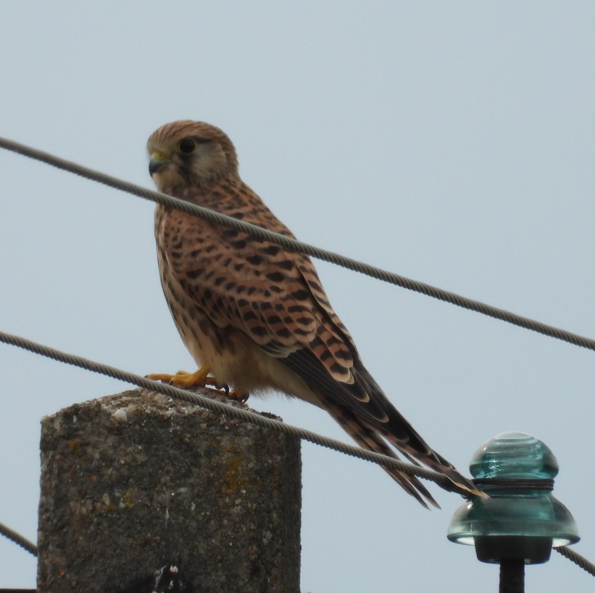 Eurasian Kestrel - ML638743209