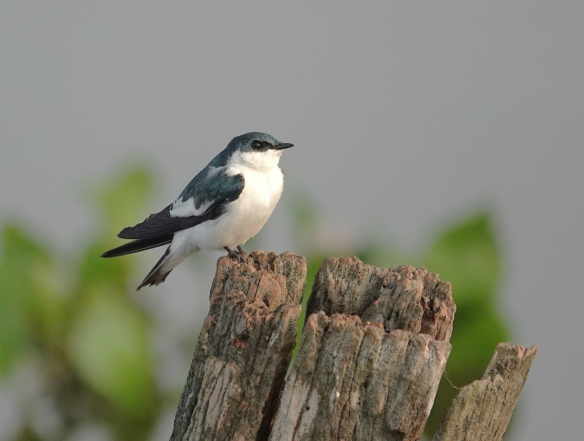 White-winged Swallow - ML638743216