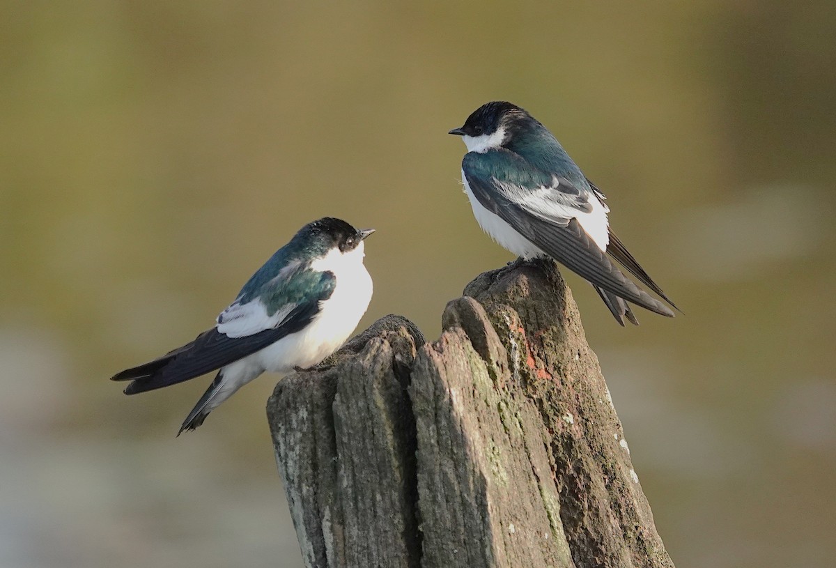 White-winged Swallow - ML638743217