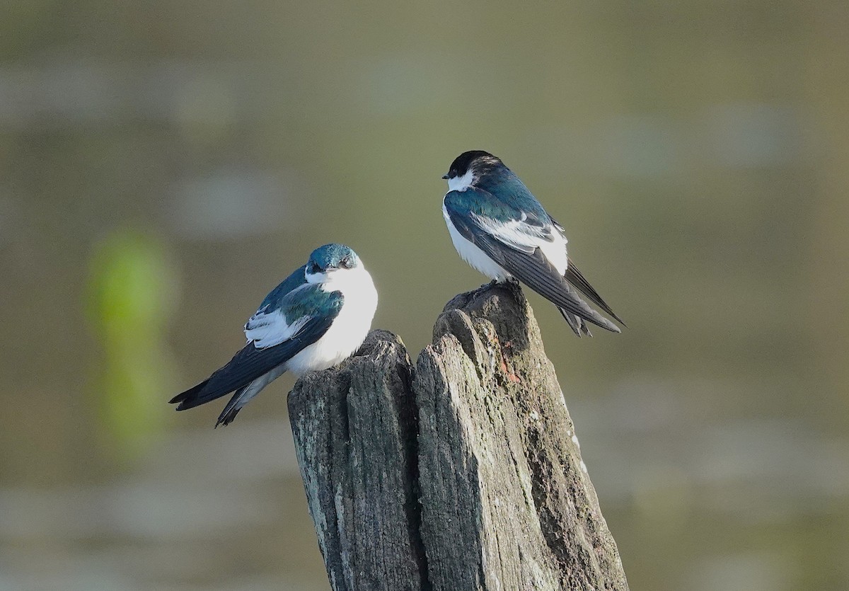White-winged Swallow - ML638743218