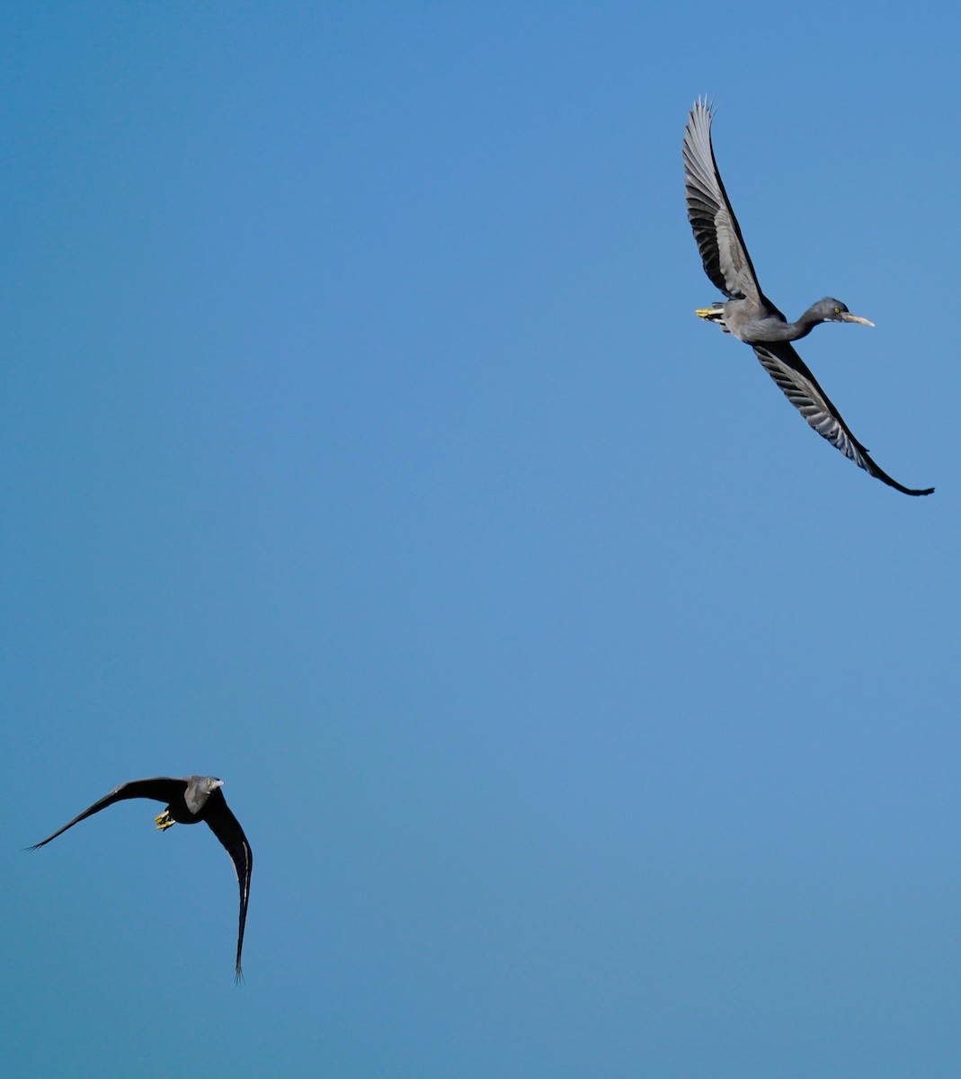 Pacific Reef-Heron - ML638743234