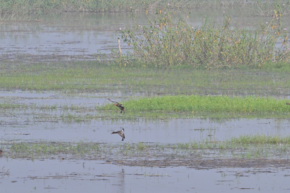Ferruginous Duck - ML638743240