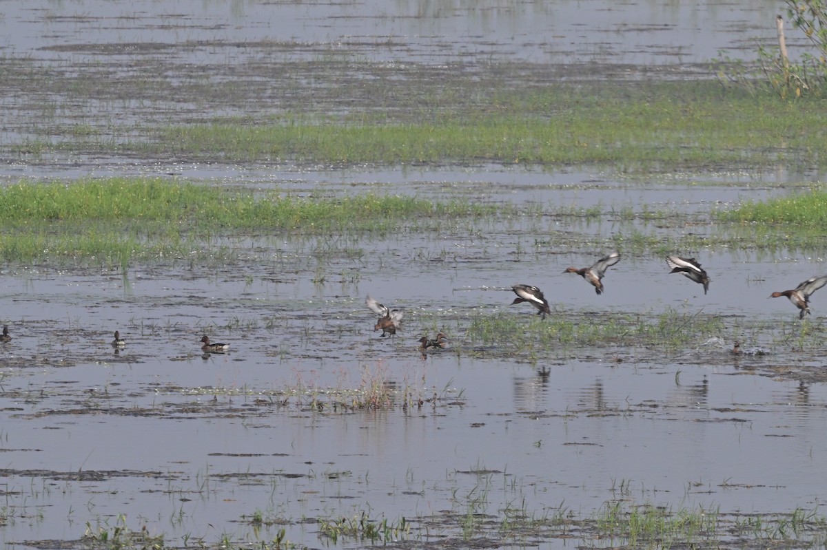 Ferruginous Duck - ML638743241