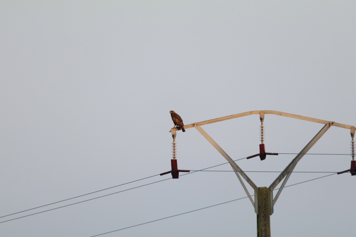 Common Buzzard - ML638743247