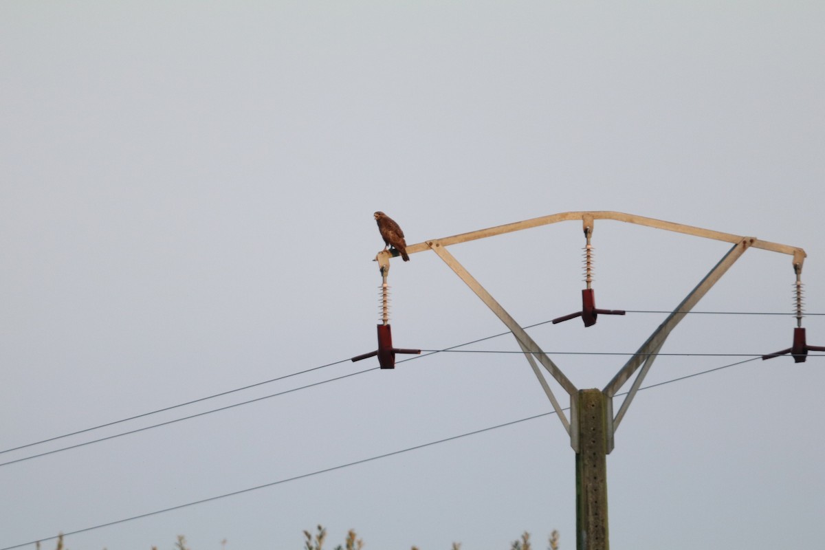 Common Buzzard - ML638743248