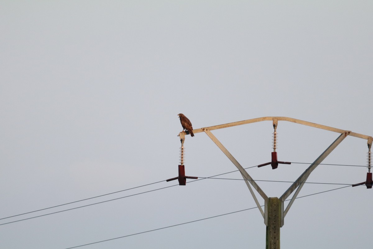 Common Buzzard - ML638743249