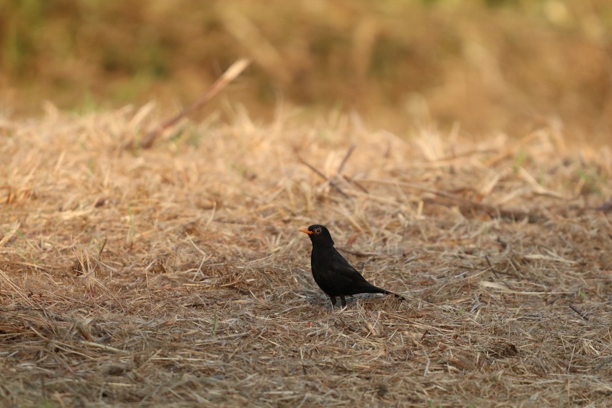 Eurasian Blackbird - ML638743252