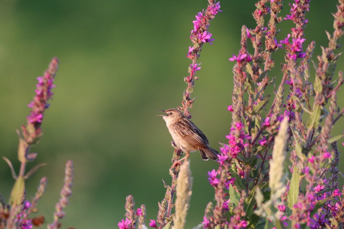 Zitting Cisticola - ML638743255