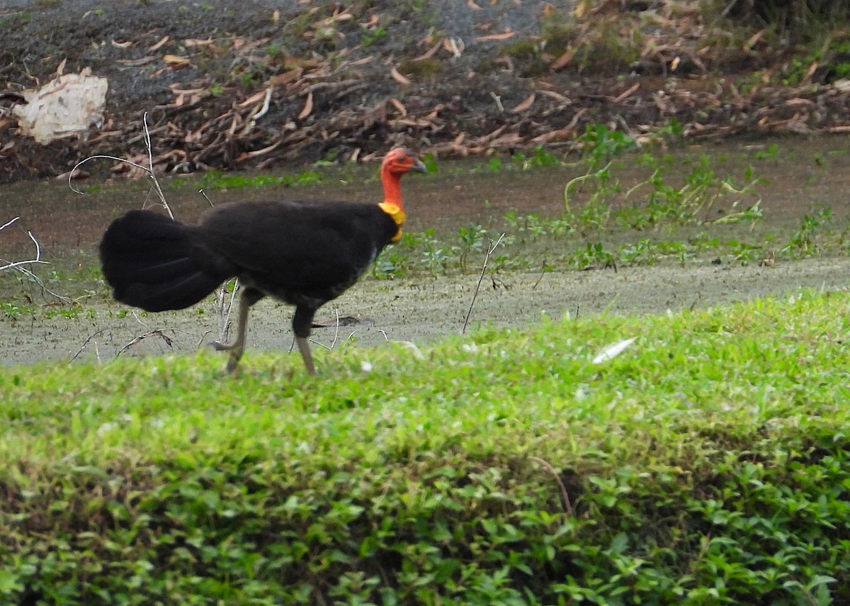 Australian Brushturkey - ML638743258