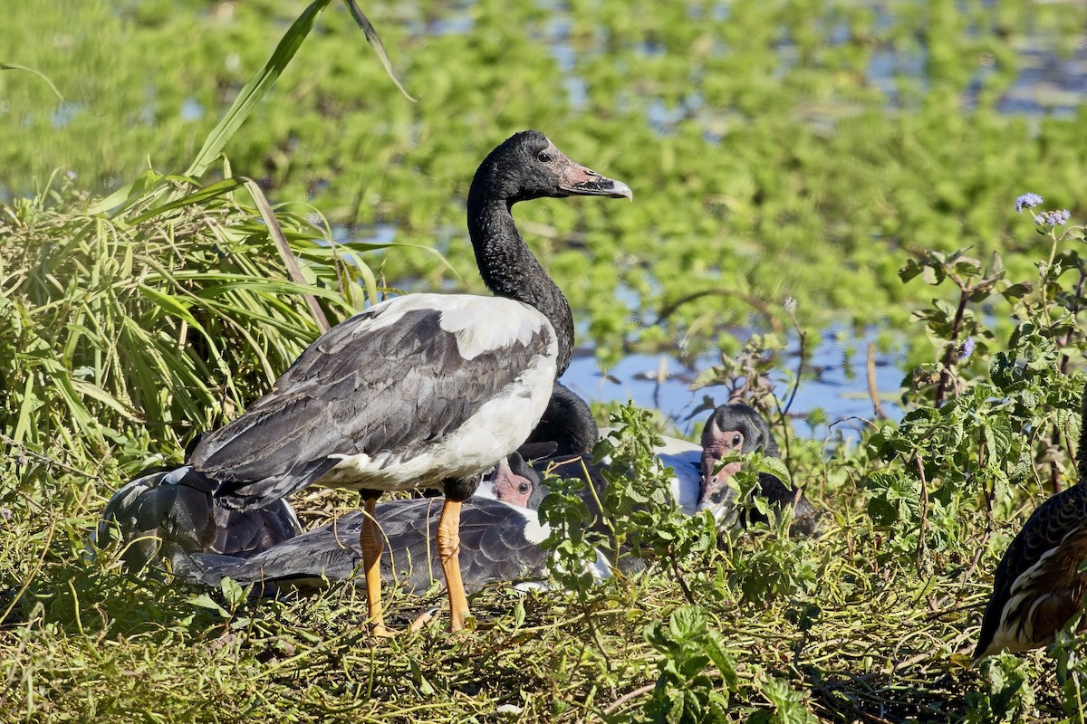 Magpie Goose - ML638743259