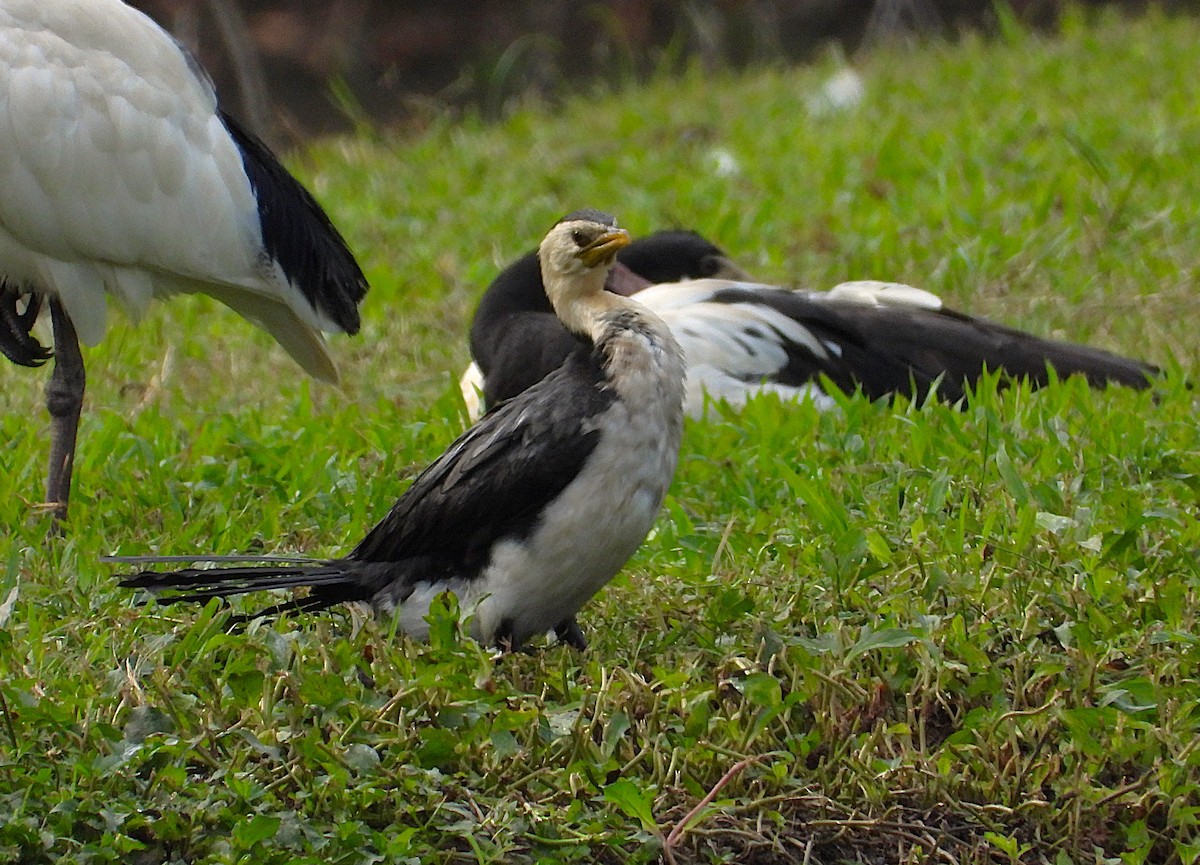 Little Pied Cormorant - ML638743260