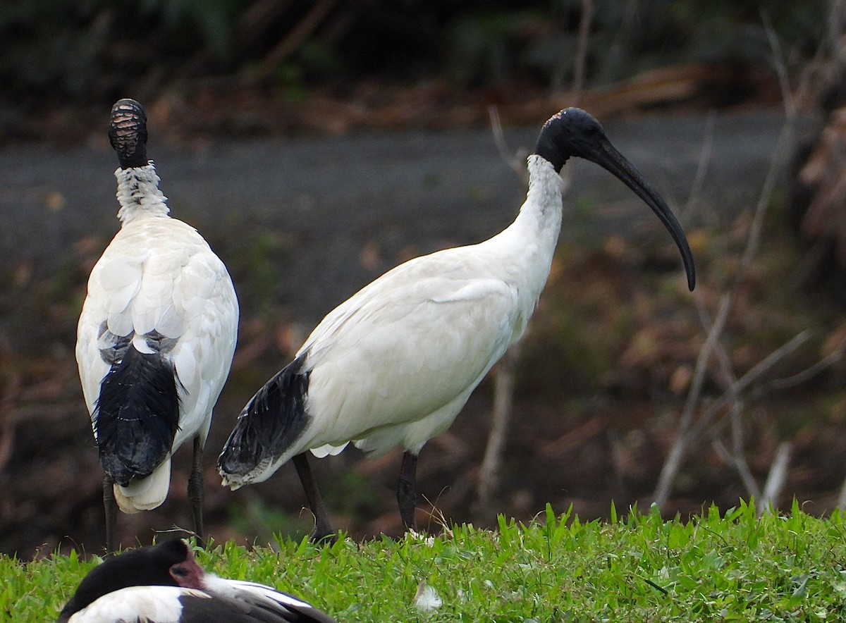 Straw-necked Ibis - ML638743267